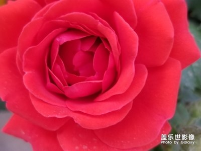 紅花
