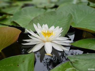 【初夏印象】+動(dòng)真靜美