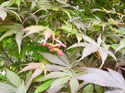 紅楓綠楓竟相長