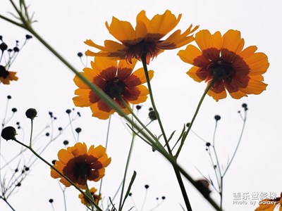 路邊的小花