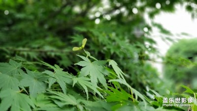 【初夏印象】夏日的風