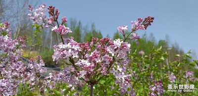 撫松新城小拍