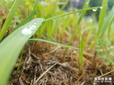 雨后的小草