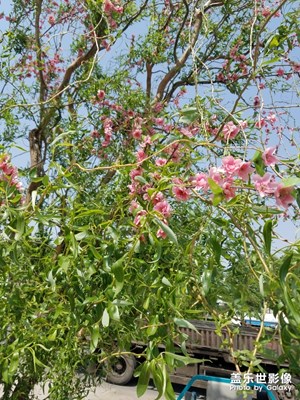 柳樹(shù)