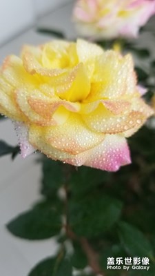 盛開的月季花。。毛毛雨過后。。。好漂亮