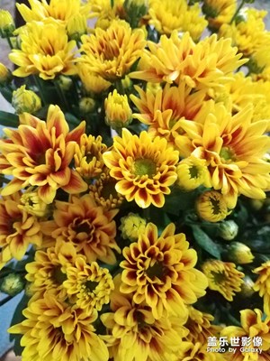 花花草草之 勛章菊