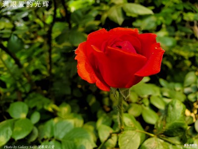 Galaxy S10+【520獻給天下有情人】