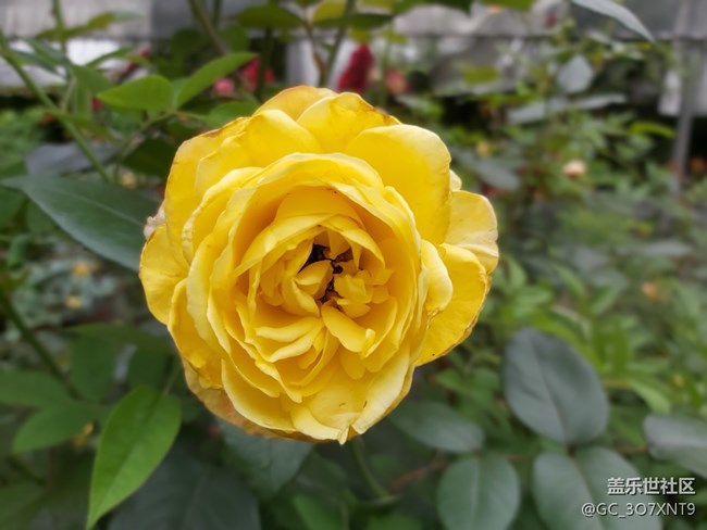 【三星網(wǎng)上商城A系列新品曬單】給新玩具拍個照