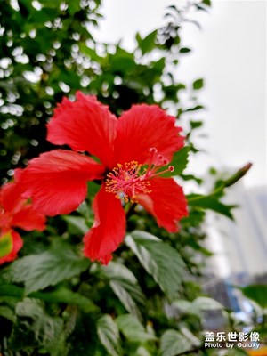 花開(kāi)了
