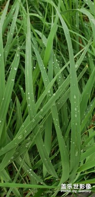 雨后草青青。
