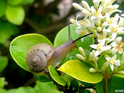 一個蝸牛