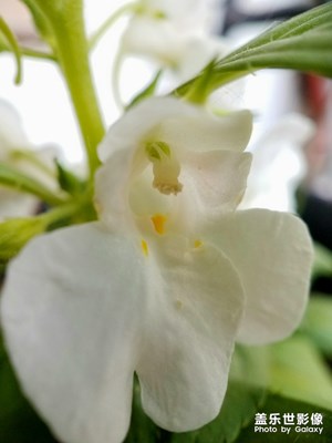 花花草草之 鳳仙花