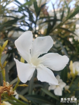 花花草草之 盛開的夾竹桃