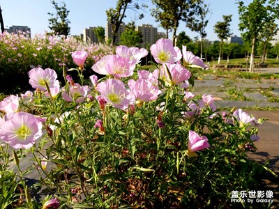A60隨手拍
