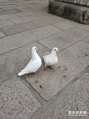 鴿子??和貓??