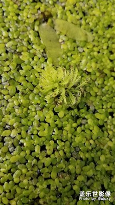 花花草草之 浮萍與鼠尾草