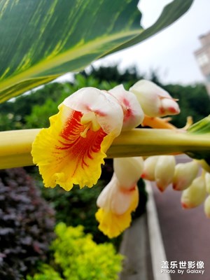 醉美之花