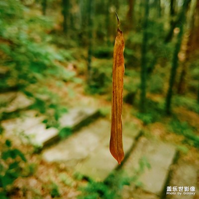 木耳影攝三星s10