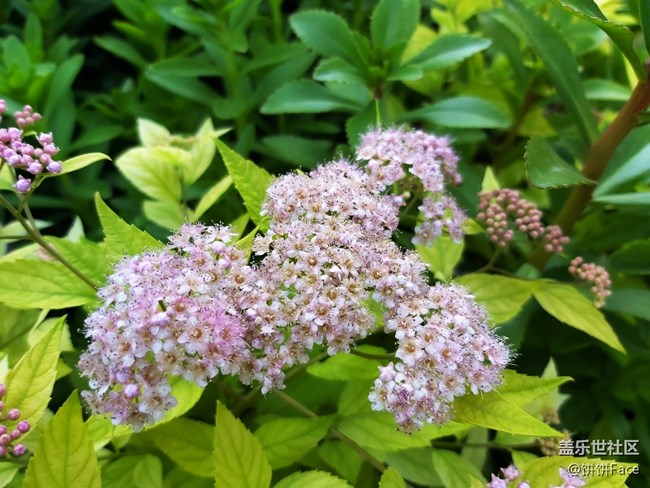 氧氣小仙女和三星Galaxy A60更搭配哦