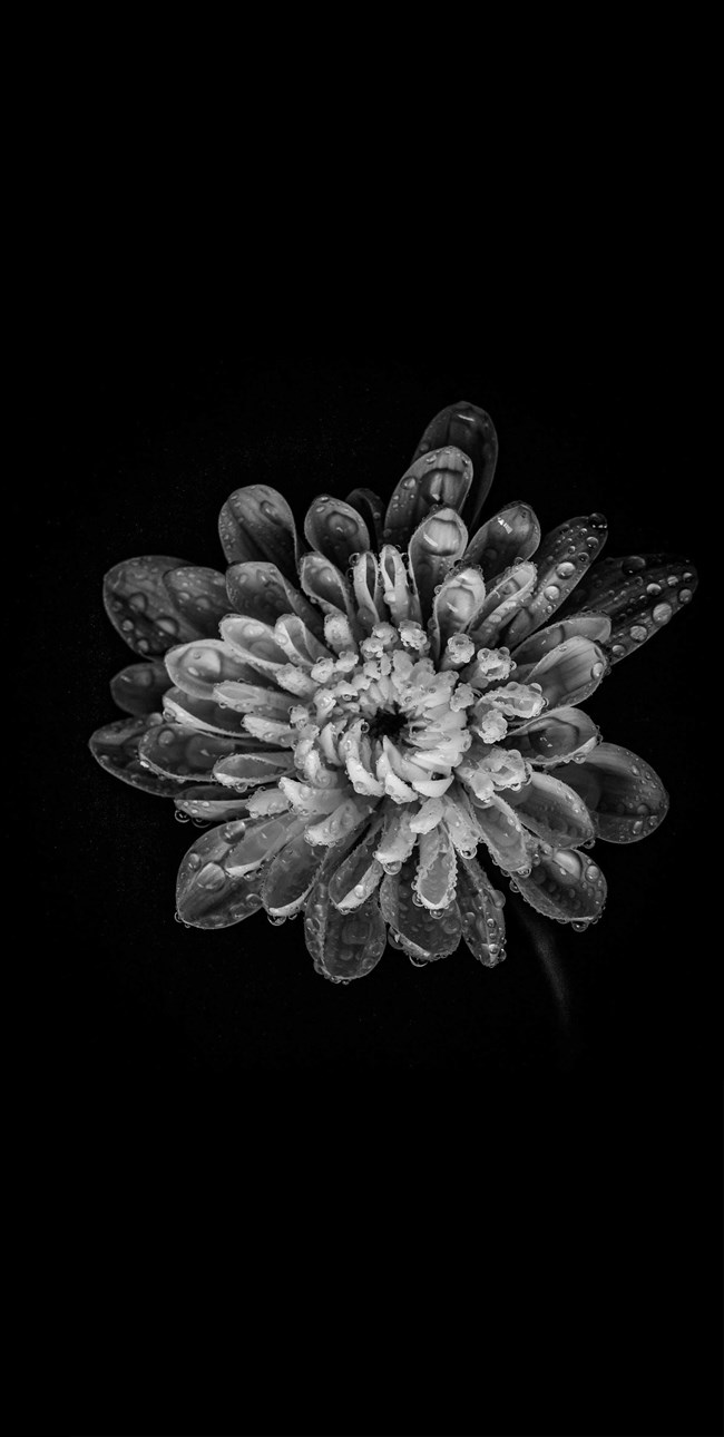 漂亮的花壁紙，現(xiàn)已打包上傳