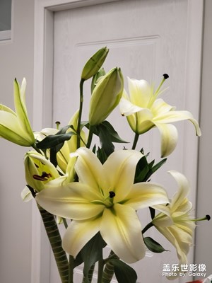百合花∠※