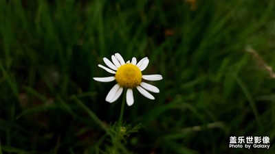 五月花開