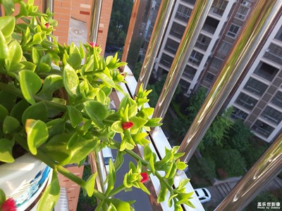 隨手一拍不知名