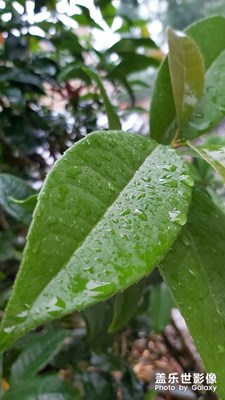 雨后
