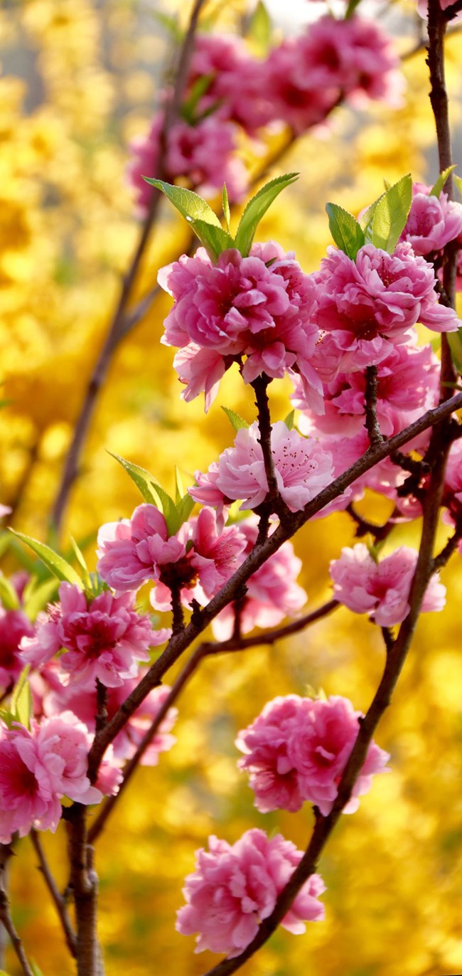 漂亮的花壁紙，現(xiàn)已打包上傳