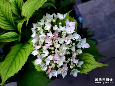 隨拍