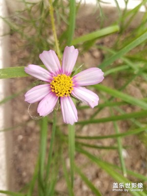花花草草之 再拍張大人花