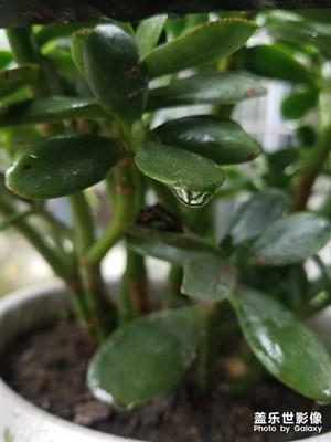 花花草草之 雨后綠葉