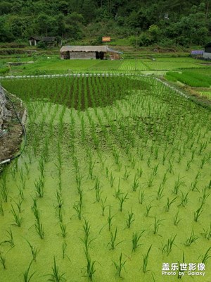 田間