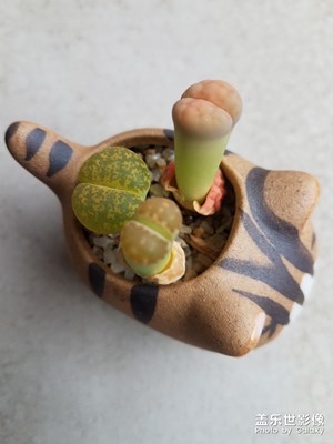 花花草草之 小可愛發(fā)芽了