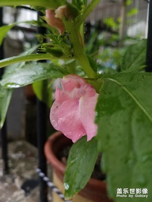 花花草草之 鳳仙花