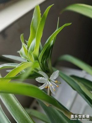 花花草草之 吊蘭