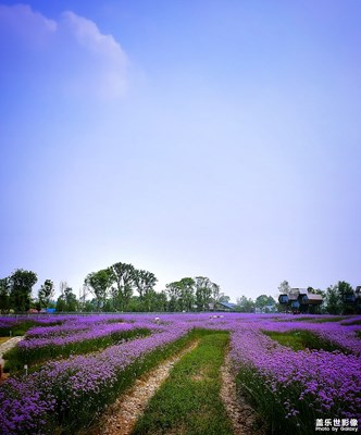 【異鄉(xiāng)】+紫色夢(mèng)幻之境