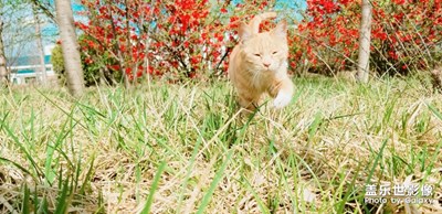 春天，聽說貓貓和花花更配喔