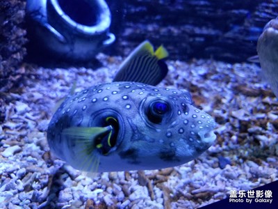 廈門鼓浪嶼