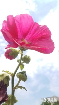 花花草草之 蜀葵
