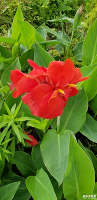 午間漫步，濕地公園路邊隨拍