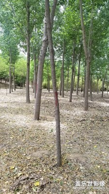 【異鄉(xiāng)】 開封