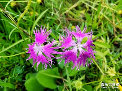 雨后五月