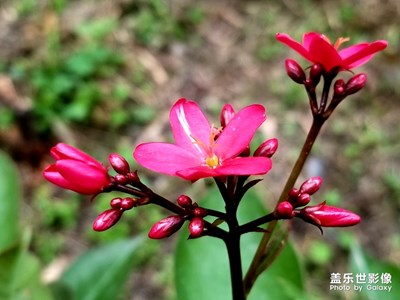 不知名的小花