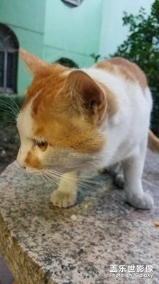 可愛的黃黃
