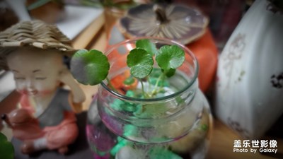 生機勃勃之銅錢草