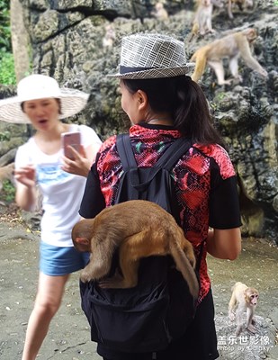 不一樣的彌猴群