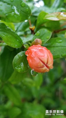 雨后石榴花。。。。。。。。。。