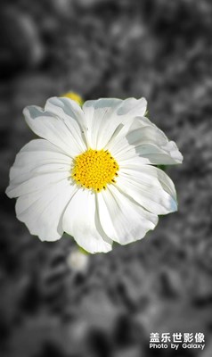 每日一拍-小雛菊
