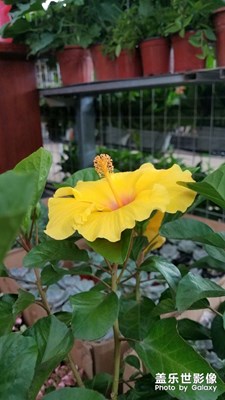 花花草草之 花草市場